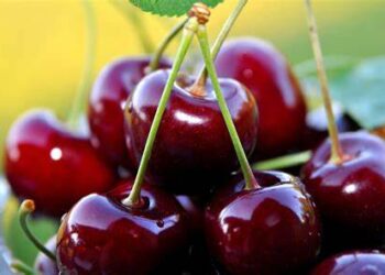 Озвучено оновлені ціни на черешню в Україні – ЭКОНОМИКА