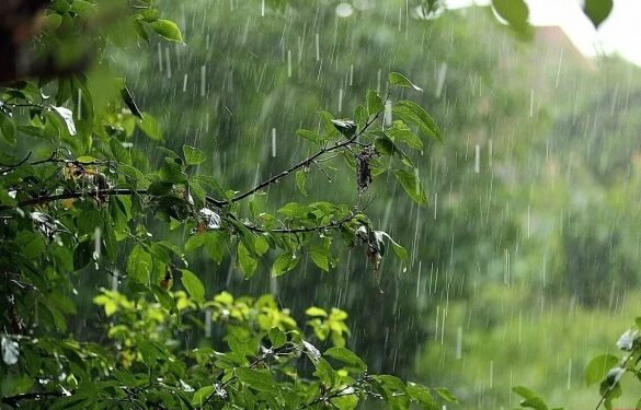 Яка погода на Черкащині буде до кінця червня