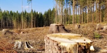 Майже 300 тисяч збитків природі: на Житомирщині лісоруба чекає суд | Журнал Житомира