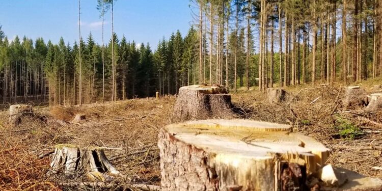 Майже 300 тисяч збитків природі: на Житомирщині лісоруба чекає суд | Журнал Житомира