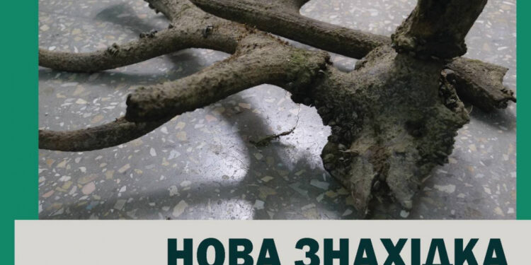 На березі Дніпра в Запоріжжі виявили роги благородного оленя – цікаві факти про знахідку від співробітників заповідника Хортиця | Новости Запорожья