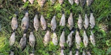 На Черкащині чоловік наловив карасів на понад 90 тисяч