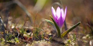 На Черкащині можуть з’явитися нові ботанічні пам’ятки