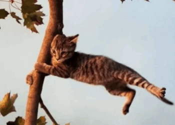 На Черкащині прогнозують посилення вітру