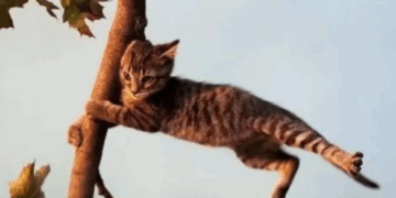 На Черкащині прогнозують посилення вітру