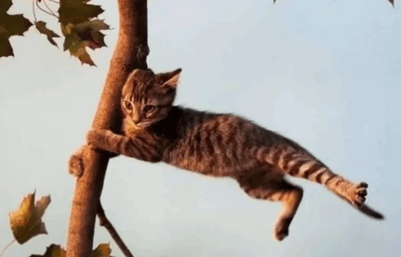 На Черкащині прогнозують посилення вітру