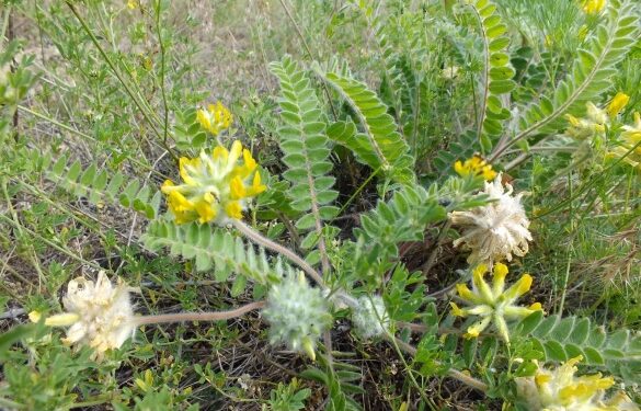 На Черкащині виявили рідкісну рослину з Червоної книги