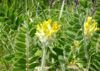 На Черкащині виявили велику популяцію червонокнижної рослини
