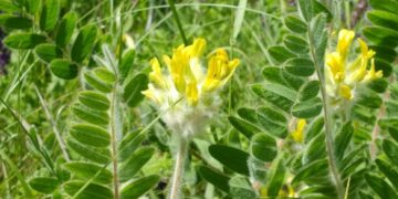 На Черкащині виявили велику популяцію червонокнижної рослини