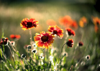 Що чекати від погоди у Запоріжжі 26 та 27 червня – прогноз синоптиків | Новости Запорожья