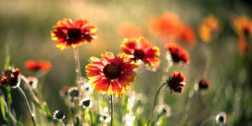 Що чекати від погоди у Запоріжжі 26 та 27 червня – прогноз синоптиків | Новости Запорожья