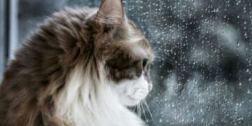 Температура знизиться: коли синоптики прогнозують пік похолодання на Черкащині