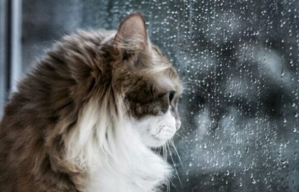 Температура знизиться: коли синоптики прогнозують пік похолодання на Черкащині