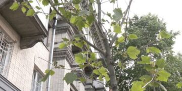 У Черкасах біля кафе в центрі міста зрізали липи — Новости Черкасс