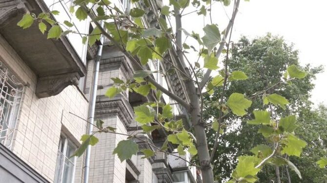 У Черкасах біля кафе в центрі міста зрізали липи — Новости Черкасс