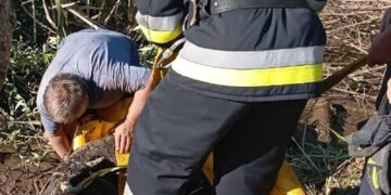 У Шепетівському районі надзвичайники рятували корову —Хмельнитчина