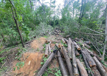 У Запоріжжі чоловік незаконно вирубав 22 дерева – інспектори затримали його на місці | Новости Запорожья