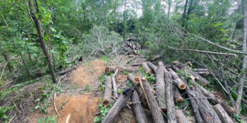 У Запоріжжі чоловік незаконно вирубав 22 дерева – інспектори затримали його на місці | Новости Запорожья