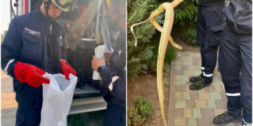 У Запоріжжі в приватному секторі знайшли змію на кущах – рятувальники КСВАРС випустили плазуна у посадку | Новости Запорожья