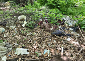 У зеленій зоні Запоріжжя виявили велике стихійне звалище – екоінспектори дали місяць на усунення екологічного порушення | Новости Запорожья