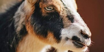 Відео виявилось постановкою: у поліції спростували інформацію щодо розпусних дій підлітків із твариною