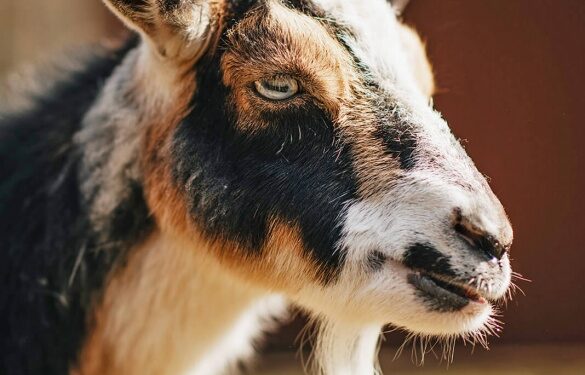 Відео виявилось постановкою: у поліції спростували інформацію щодо розпусних дій підлітків із твариною