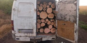 Завдали мільйонних збитків: на Миколаївщині поліцейські викрили «чорних лісорубів» » Миколаївський Оглядач