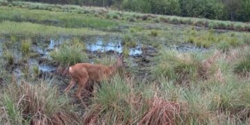 Зловили за обідом: сарни європейські потрапили в кадр фотопастки на Житомирщині | Журнал Житомира