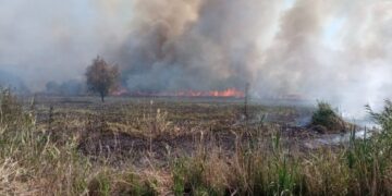 Через спалювання бур’яну на Звенигородщині сталася масштабна пожежа