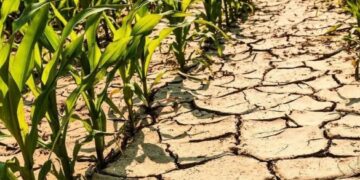 Черкащина б’є температурні рекорди: поверхня ґрунту розігрілася до 60 градусів