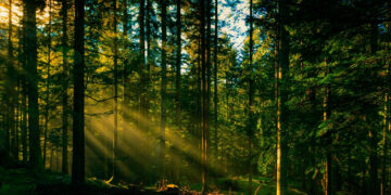 Хто привласнює ліси на Прикарпатті? Сільські ради та Держгеокадастр — у центрі скандалів