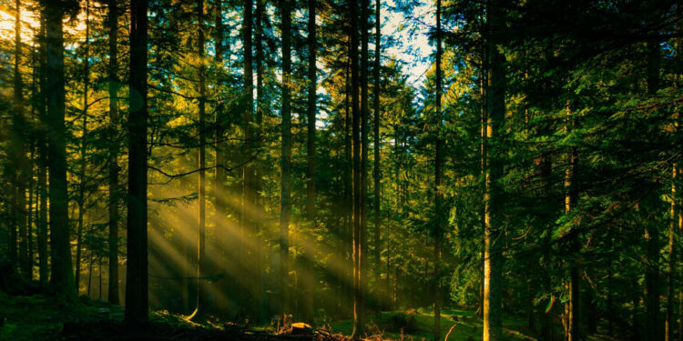 Хто привласнює ліси на Прикарпатті? Сільські ради та Держгеокадастр — у центрі скандалів