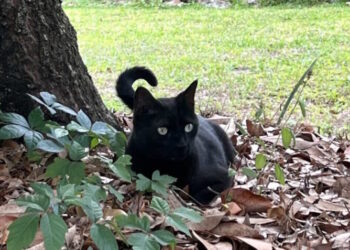 Кіт науковця вже вдруге допоміг відкрити новий вірус – Экономика