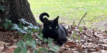 Кіт науковця вже вдруге допоміг відкрити новий вірус – Экономика