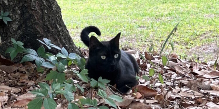 Кіт науковця вже вдруге допоміг відкрити новий вірус – Экономика