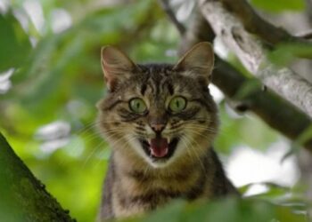 Кіт зі сказом напав на господаря в Уманському районі