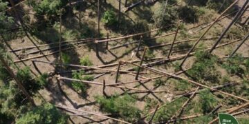 Майже 790 гектарів лісів Черкащини постраждали від буреломів за два тижні (ФОТО)