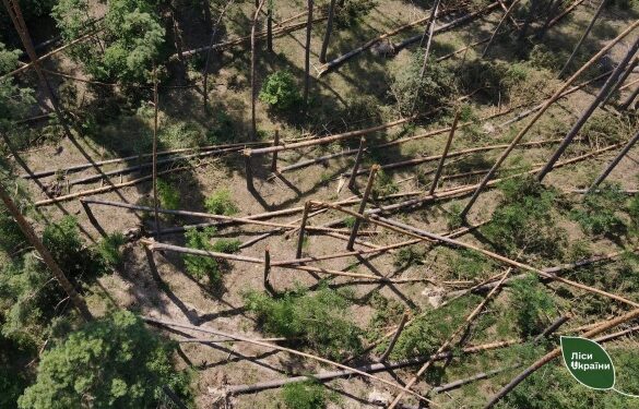 Майже 790 гектарів лісів Черкащини постраждали від буреломів за два тижні (ФОТО)