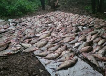 На Черкащині “спіймали” двох браконьєрів із уловом на понад 2 мільйони гривень