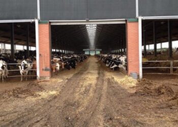 На фермі загинули троє працівників, порушено кримінальне провадження — Новости Черкасс