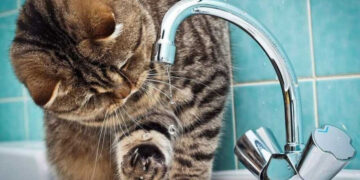 На які комунальні проблеми запоріжці скаржились у липні – телефони контакт-центру 1580 | Новости Запорожья