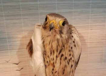 На Запоріжжі дикий птах Шрайк атакував дрон, отримав поранення і вже не зможе літати – його прооперували, кошти на лікування зібрали  військові та волонтери | Новости Запорожья