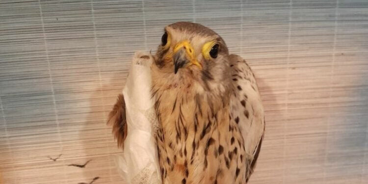 На Запоріжжі дикий птах Шрайк атакував дрон, отримав поранення і вже не зможе літати – його прооперували, кошти на лікування зібрали  військові та волонтери | Новости Запорожья