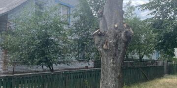 На Житомирщині за обрізку липи чоловік сплатить майже 7 тисяч гривень | Журнал Житомира