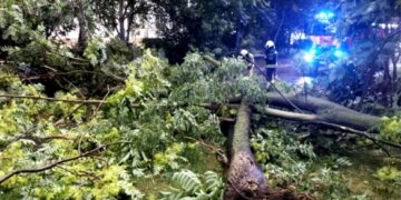 Наслідки негоди: рятувальники прибирали повалені дереві на Черкащині