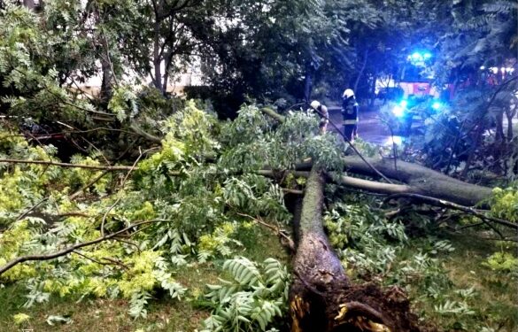 Наслідки негоди: рятувальники прибирали повалені дереві на Черкащині