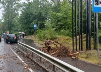 Поблизу Львова на BMW впало дерево: постраждала 17-річна дівчина