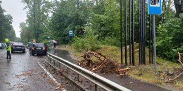 Поблизу Львова на BMW впало дерево: постраждала 17-річна дівчина