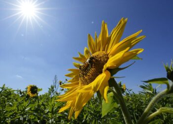 Прогноз погоди на 10 та 11 липня у Запоріжжі – чого очікувати містянам  | Новости Запорожья