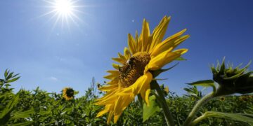 Прогноз погоди на 10 та 11 липня у Запоріжжі – чого очікувати містянам  | Новости Запорожья